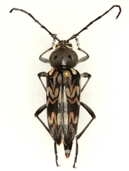 Tylcus hartwegii