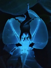 Pulchriphyllium bioculatum