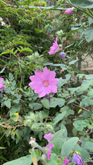 Malva × clementii