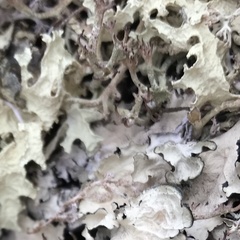 Cladonia amaurocraea