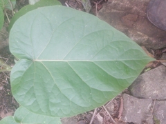 Solanum betaceum