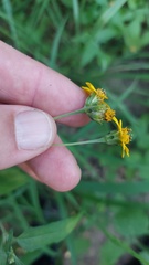 Zexmenia brachylepis