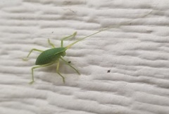 Paracyrtophyllus robustus