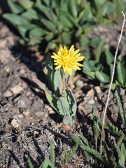 Agoseris monticola