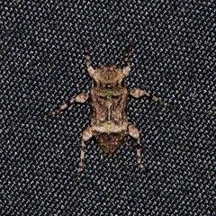 Leptostylus transversus