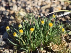 Erigeron bloomeri bloomeri