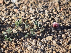 Trifolium lemmonii
