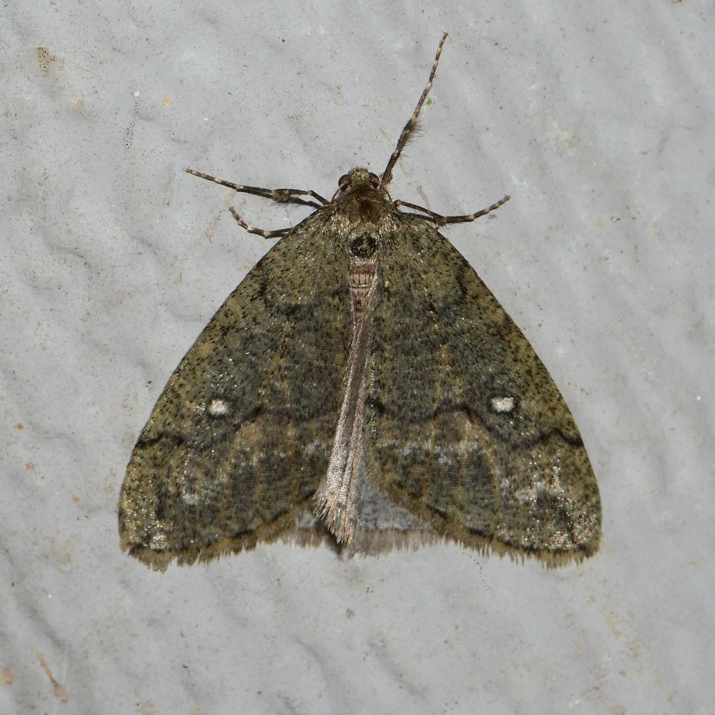 White-spotted Cankerworm Moth