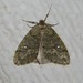 White-spotted Cankerworm Moth - Photo (c) Royal Tyler, some rights reserved (CC BY-NC-SA), uploaded by Royal Tyler
