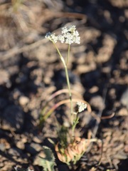Perideridia bolanderi bolanderi