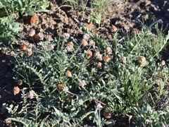 Trifolium lemmonii