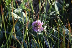 Trifolium beckwithii