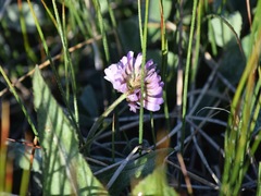 Trifolium beckwithii