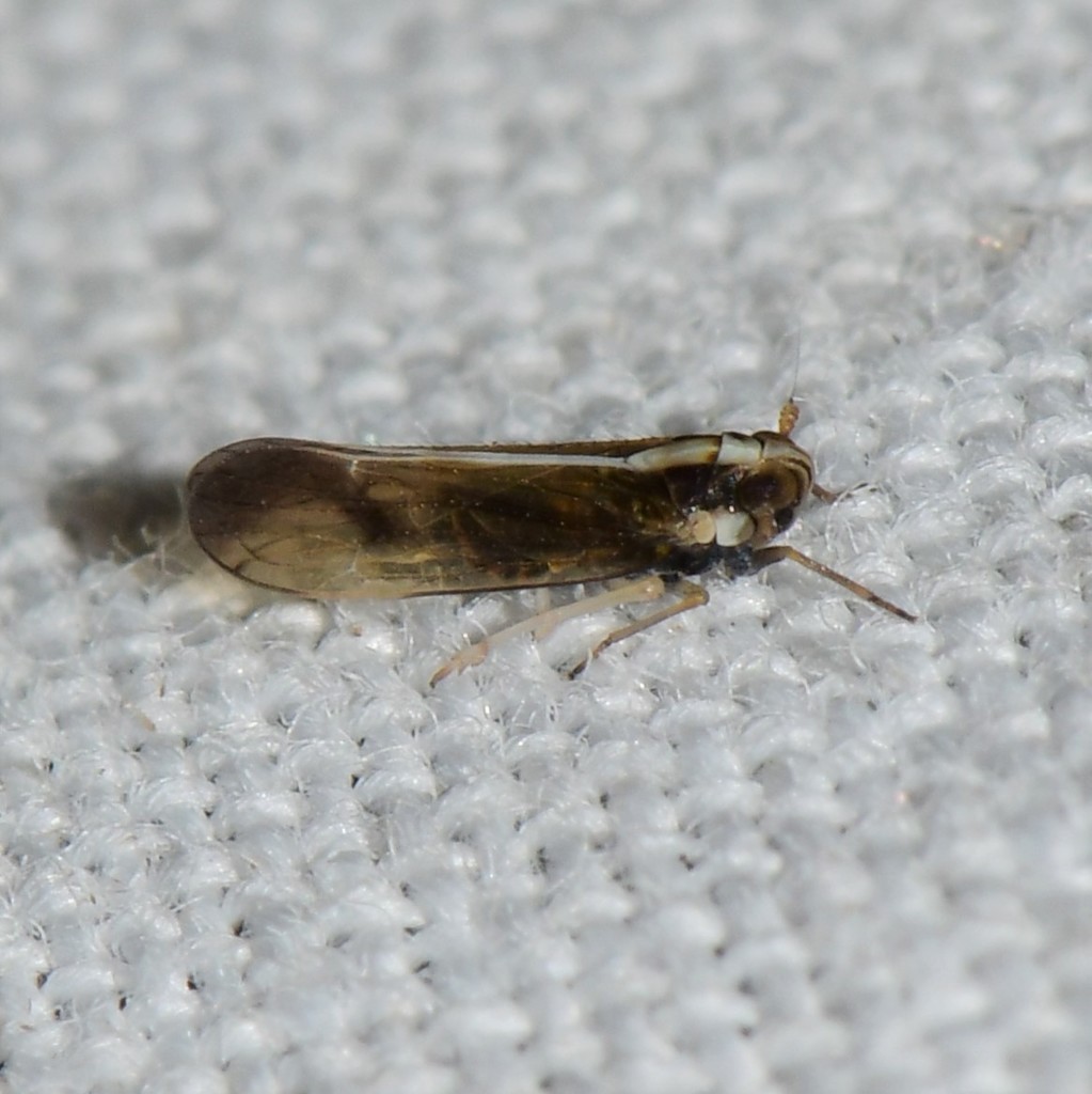 Tagosodes albolineosus
