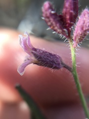Streptanthus hispidus