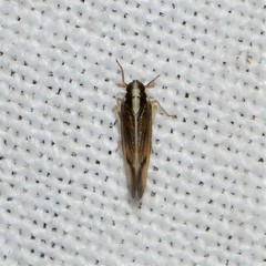 Tagosodes albolineosus