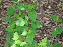Lantana velutina