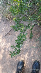 Basistemon spinosus