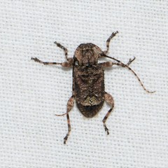 Leptostylus transversus