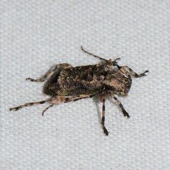 Leptostylus transversus