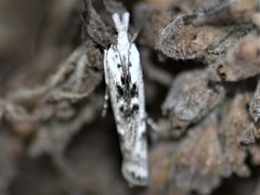 Crambus sparsellus
