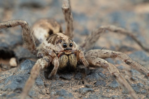 Radiated Wolf Spider
