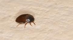 Catopsimorphus