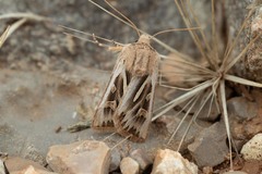 Eucoptocnemis optabilis