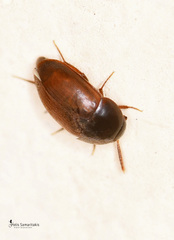 Catopsimorphus