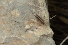 Odiellus troguloides