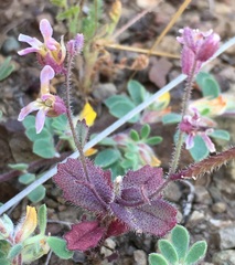 Streptanthus hispidus