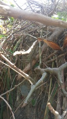 Anolis sagrei