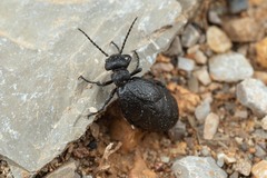 Meloe mediterraneus
