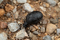 Meloe mediterraneus