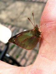 Colias dimera