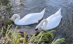 Cygnus olor