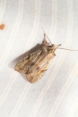 Lithophane petulca