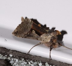 Autographa ampla