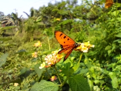 Acraea terpsicore