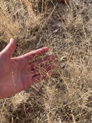 Muhlenbergia arenacea
