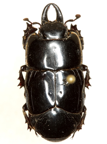 Hololepta yucateca