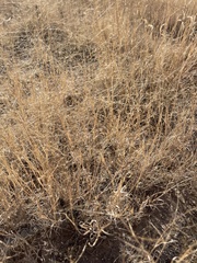 Muhlenbergia arenacea