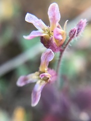 Streptanthus hispidus