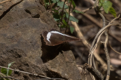Eurytela hiarbas angustata