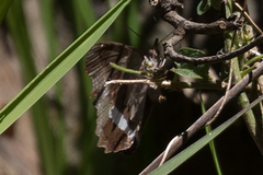 Eurytela hiarbas angustata