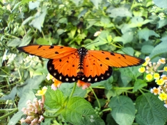 Acraea terpsicore