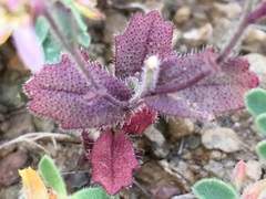 Streptanthus hispidus