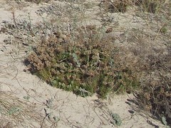 Artemisia campestris maritima
