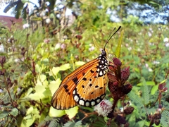 Acraea terpsicore