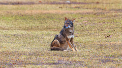 Canis latrans